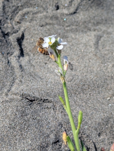 Western Honey Bee