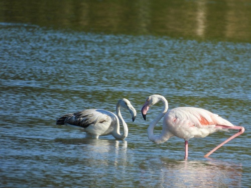 Greater Flamingo
