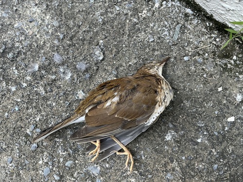 Pale Thrush