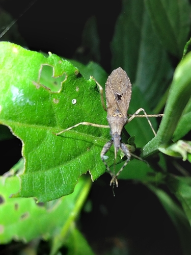 Oncocephalus breviscutum