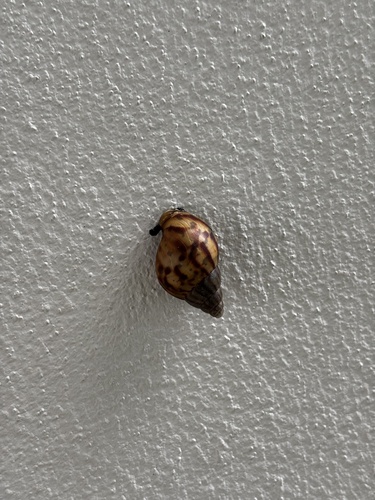 African Giant Snail