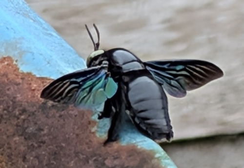 Broad-handed Carpenter Bee