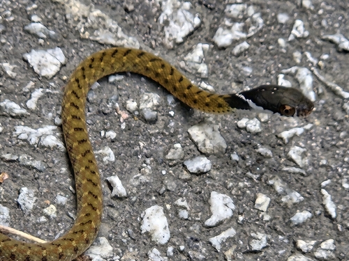 Rhabdophis chrysargos observed 2026-09-23