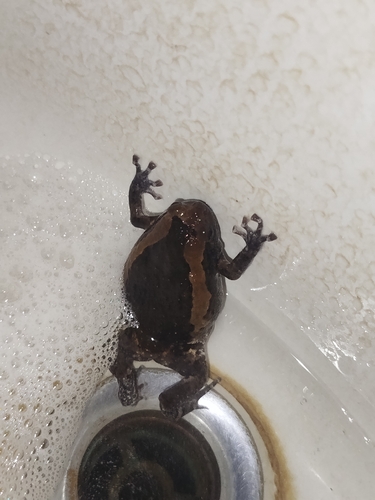 Asian Painted Frog