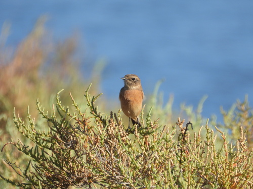European Stonechat