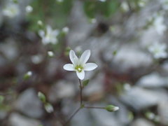 Arenaria provincialis