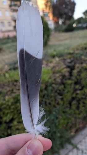 Eurasian Collared-Dove