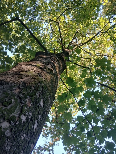 sycamore maple