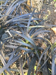 Ophiopogon planiscapus