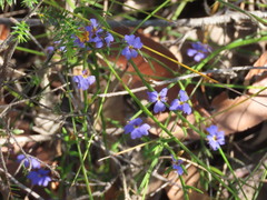 Dampiera stricta, photograph (c) ian_mcallan, some rights reserved (CC BY)