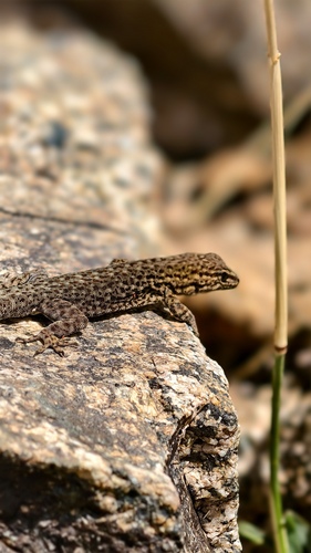 Atlas Day Gecko