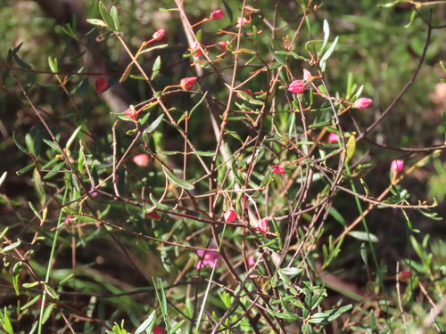 Boronia ledifolia, photograph 4