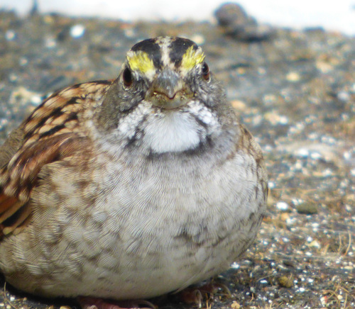 White-throated Sparrow