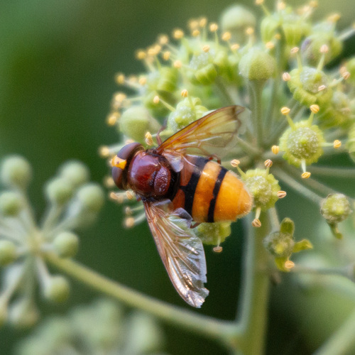 Hornet Mimic Hover Fly