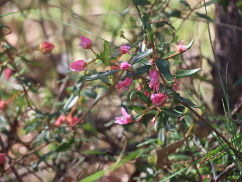 Boronia ledifolia, photograph 5
