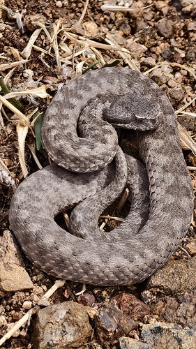 Vipera monticola monticola