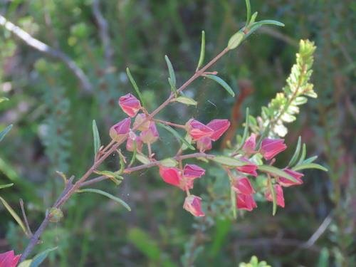 Boronia ledifolia, photograph 6