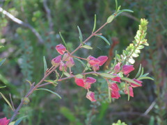 Boronia ledifolia, photograph (c) ian_mcallan, some rights reserved (CC BY)