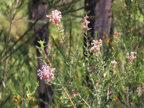 Grevillea buxifolia, photograph 1