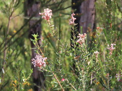 (c) ian_mcallan, some rights reserved (CC BY) Grevillea buxifolia, photograph (c) ian_mcallan, some rights reserved (CC BY)