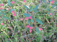 (c) ian_mcallan, some rights reserved (CC BY) Boronia ledifolia, photograph (c) ian_mcallan, some rights reserved (CC BY)