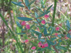 (c) ian_mcallan, some rights reserved (CC BY) Boronia ledifolia, photograph (c) ian_mcallan, some rights reserved (CC BY)