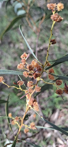 Acacia rubida, 2026-09-22