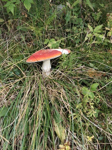 Fly Agaric