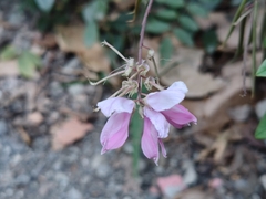 Indigofera venulosa