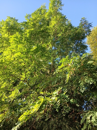 black locust