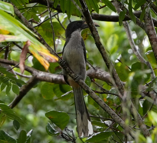 Sri Lanka Grey Hornbill
