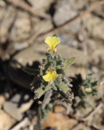 Ajuga iva