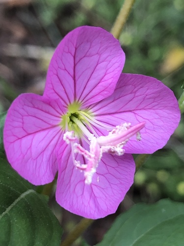 Oenothera rosea, photograph 2