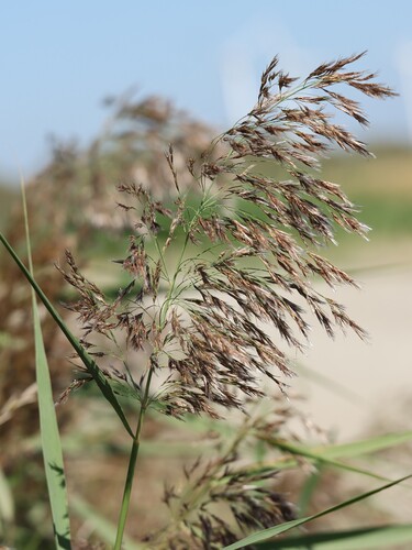 common reed