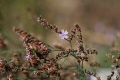 Limonium virgatum