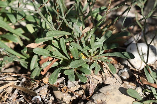 Limonium virgatum, photograph 2