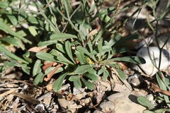 Limonium virgatum, photograph (c) Antoine Thivolle, some rights reserved (CC BY)