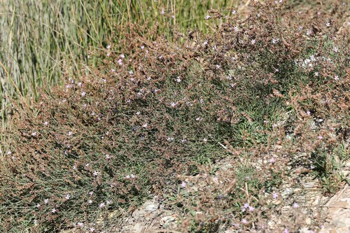 Limonium virgatum, photograph 1