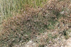 Limonium virgatum, photograph (c) Antoine Thivolle, some rights reserved (CC BY)