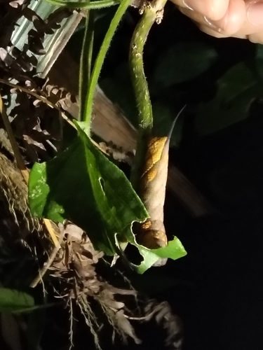 Neogurelca himachala
