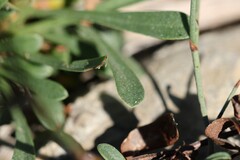 Limonium virgatum, photograph (c) Antoine Thivolle, some rights reserved (CC BY)