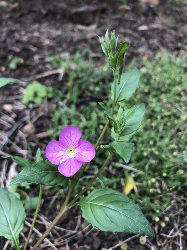 Oenothera rosea, photograph 4