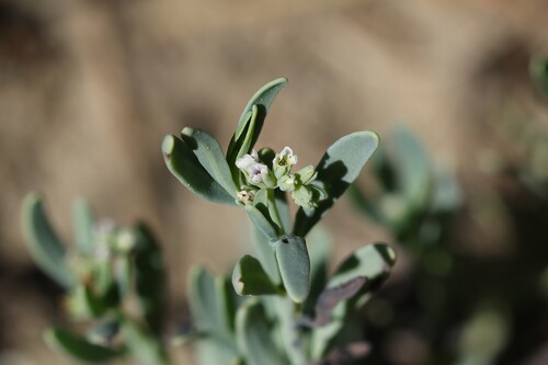 alkali heliotrope