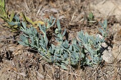 Heliotropium curassavicum, photograph (c) Antoine Thivolle, some rights reserved (CC BY)