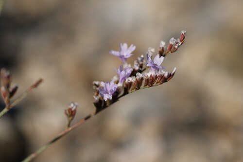Limonium ramosissimum provinciale