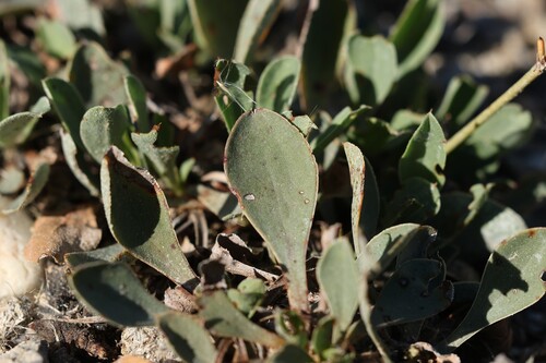 Limonium ramosissimum, photograph 1