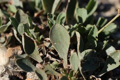 Limonium ramosissimum, photograph (c) Antoine Thivolle, some rights reserved (CC BY)
