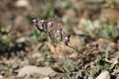 Limonium ramosissimum, photograph (c) Antoine Thivolle, some rights reserved (CC BY)