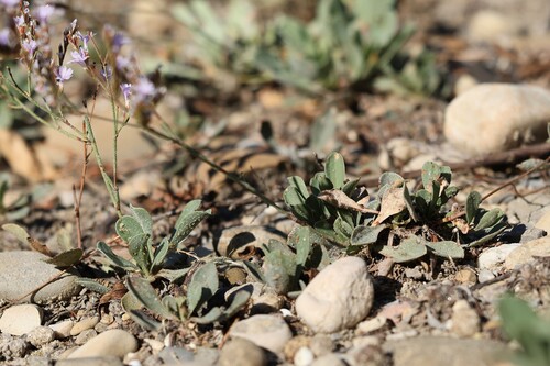 Limonium ramosissimum, photograph 3