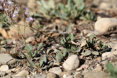 Limonium ramosissimum, photograph (c) Antoine Thivolle, some rights reserved (CC BY)